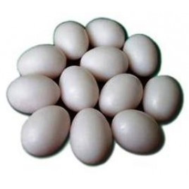 Solid Plastic pigeon eggs, huevos de plástico macizos para palomas